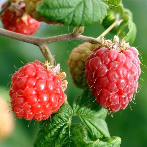 Rubus Idaeus
