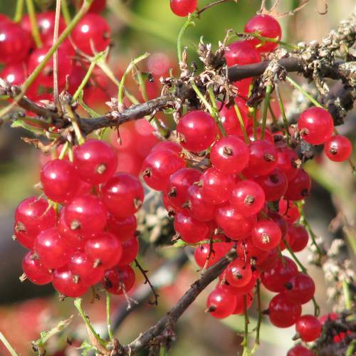 Ribes Rubrum