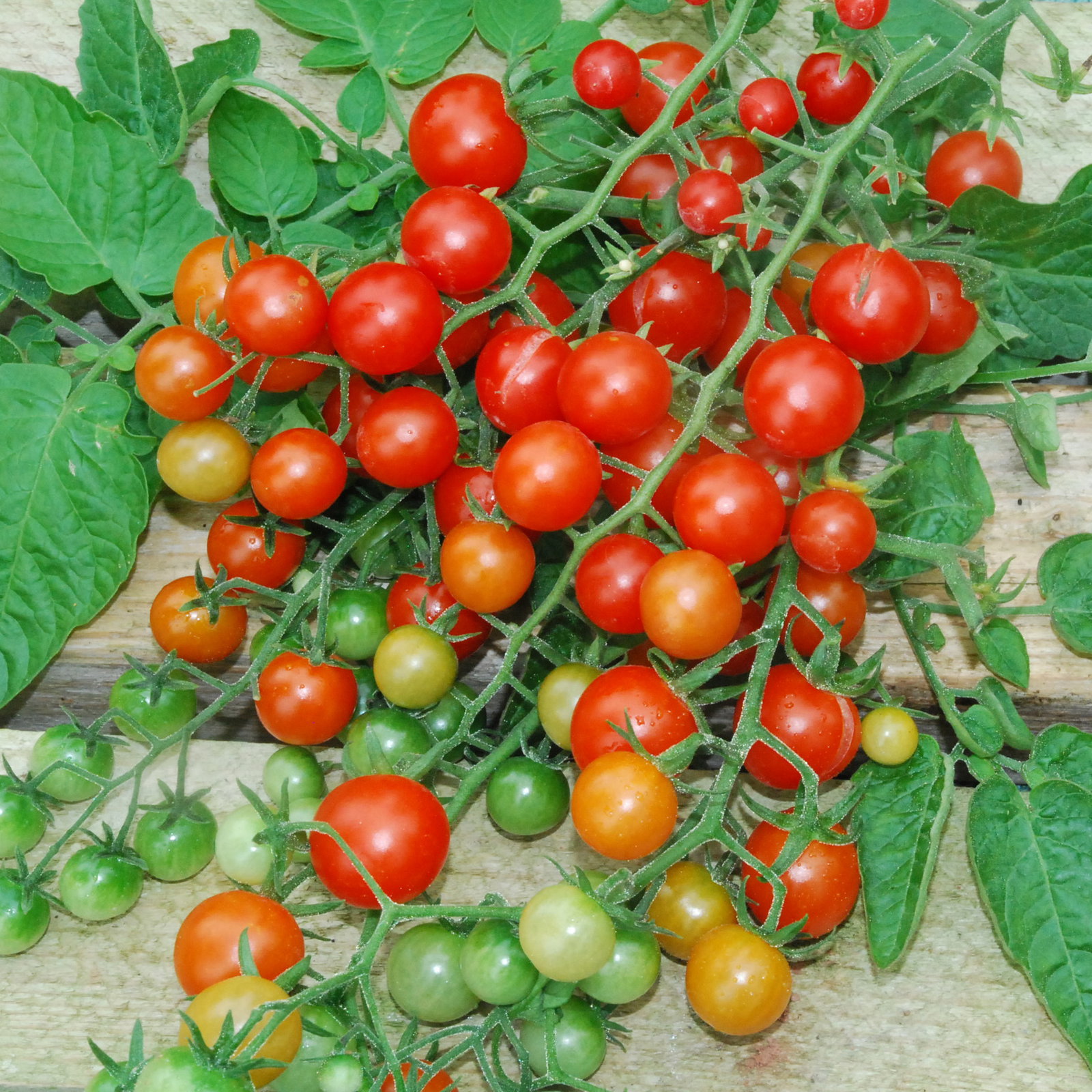 Redcurrant1