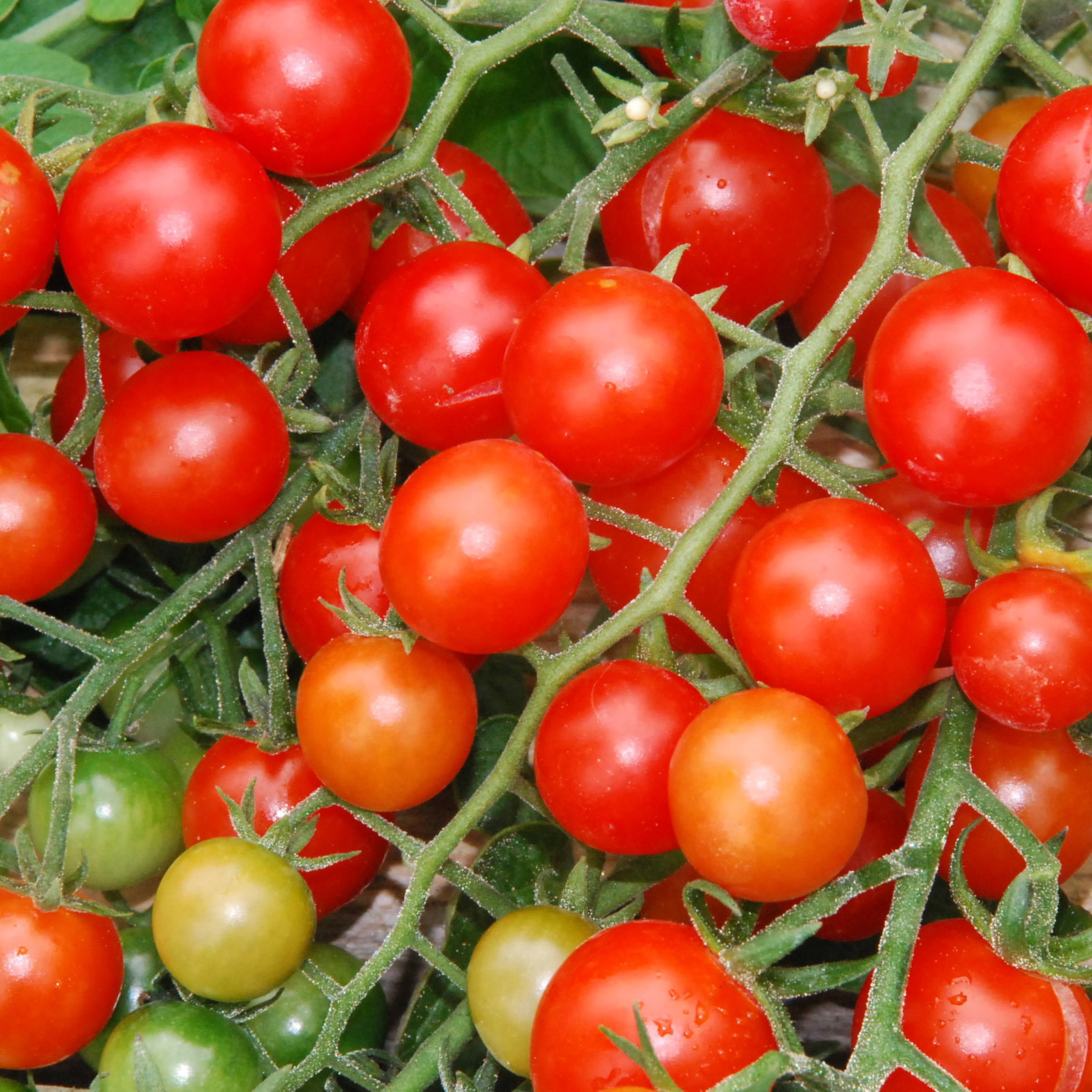 Redcurrant2