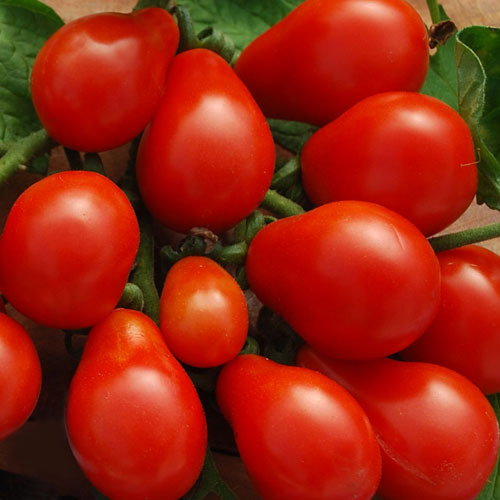 Red Fig