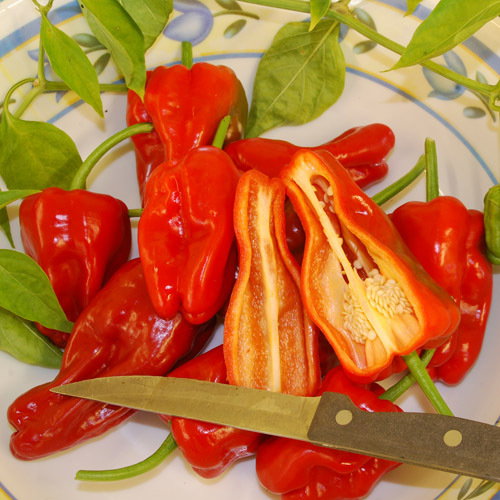 Red Padron