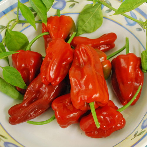 Red Padron