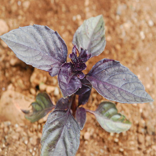 Red Rubin Basil
