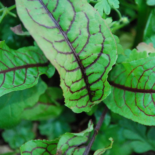 Red Veined Sorrell