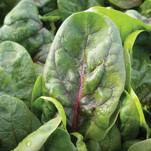 Spinach Red Veined