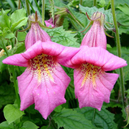Rehmannia Elata