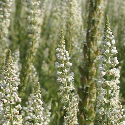 Reseda Alba