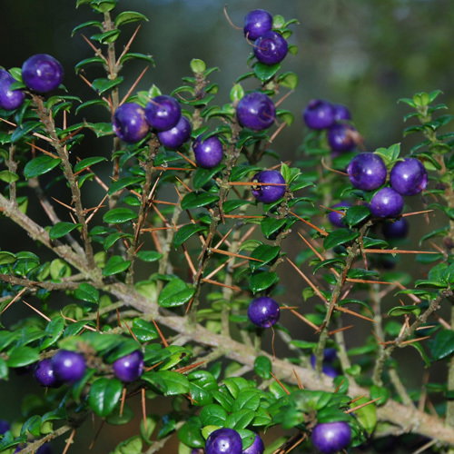 Rhaphithamnus Cyanocarpus2