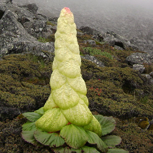 Rheum Nobile