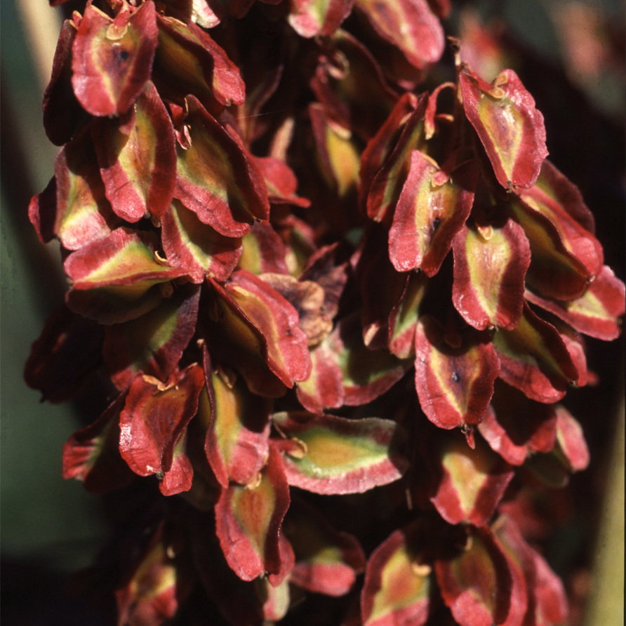 Rheum Palmatum Tanguticum Close Up