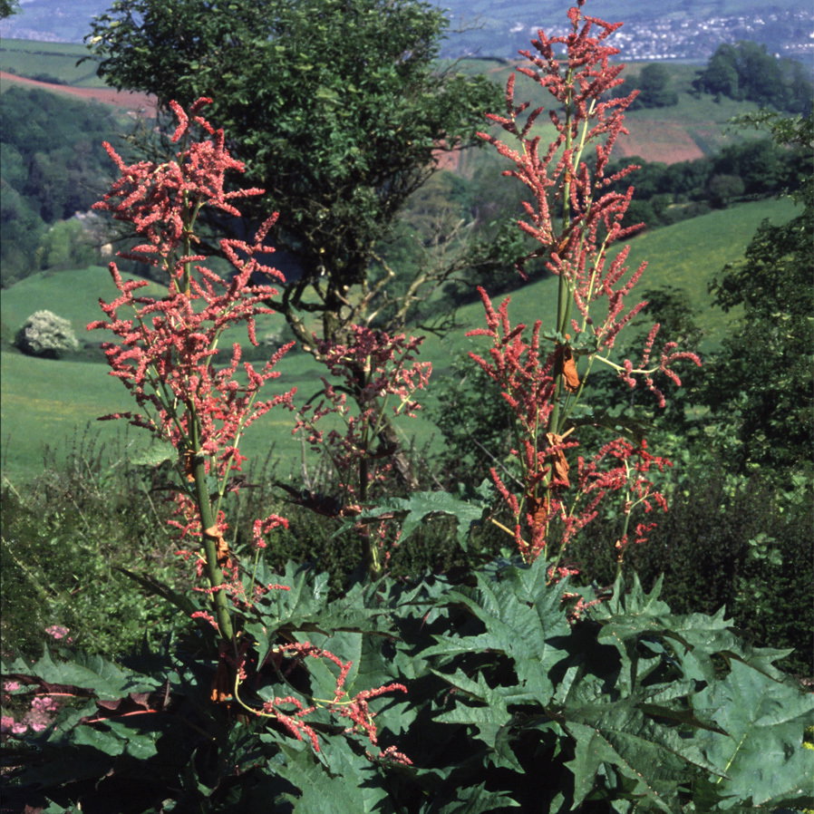 Rheum Palmatum Tanguticum