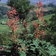 Rheum Palmatum Tanguticum