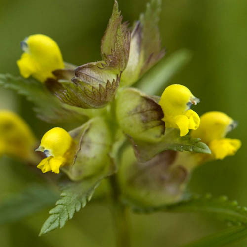 Rhinanthus Minor