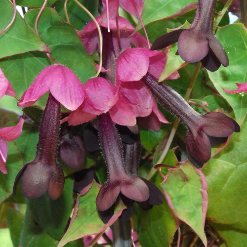 Rhodochiton Artrosanguineum