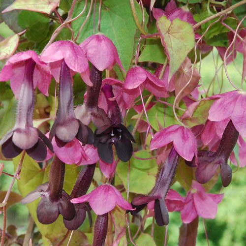 Rhodochiton Artrosanguineum