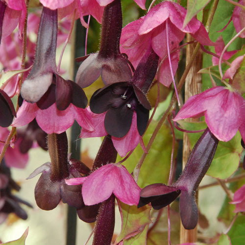 Rhodochiton Artrosanguineum