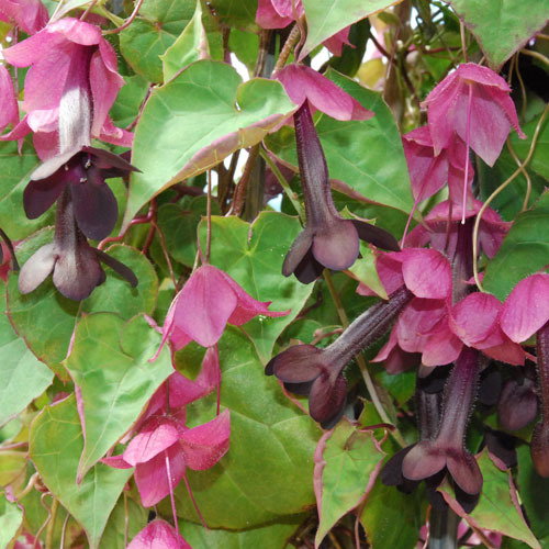 Rhodochiton Artrosanguineum