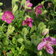 Rhodoendron Camtschaticum