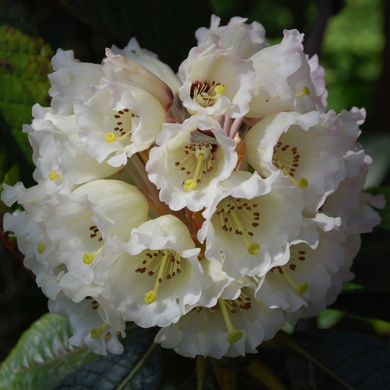 Rhododendron Maccabeanum