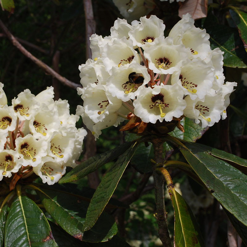 Rhododendron Maccabeanum