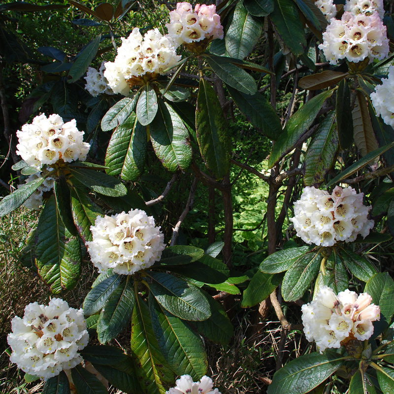 Rhododendron Maccabeanum Wide Shot