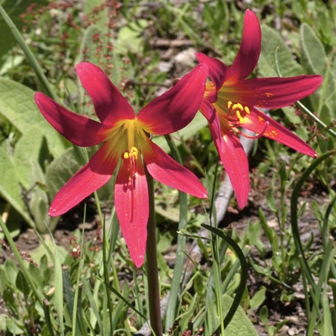 Rhodophial Araucana