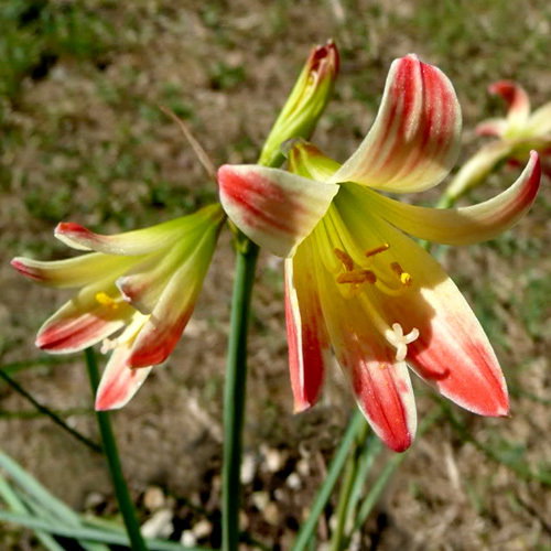 Rhodophiala Chilense