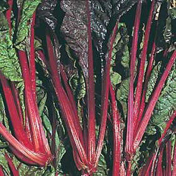 Rhubarb Chard