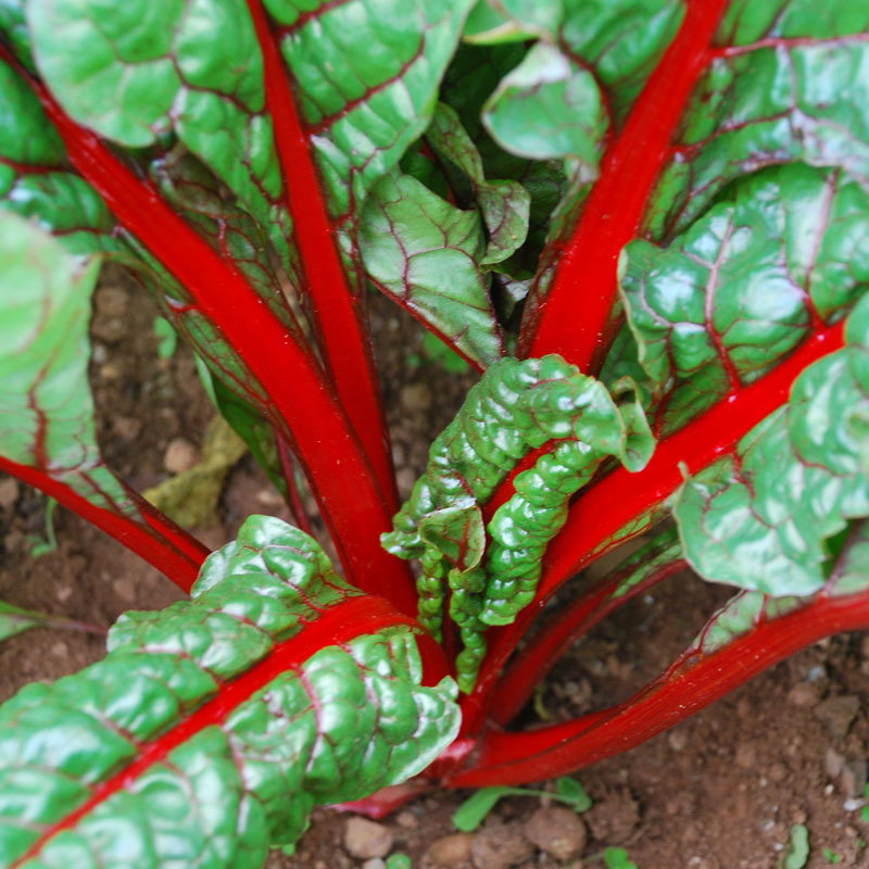 Rhubarb Chard1