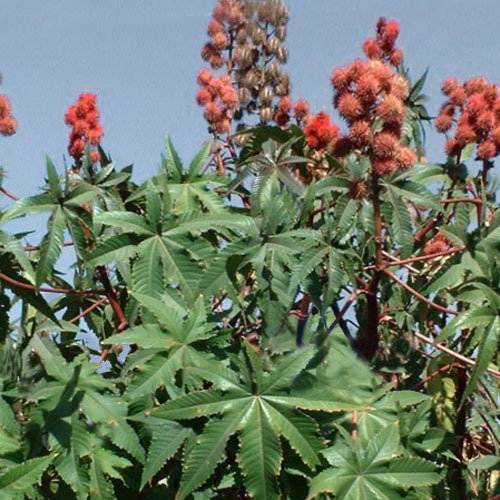 Ricinus Communis1