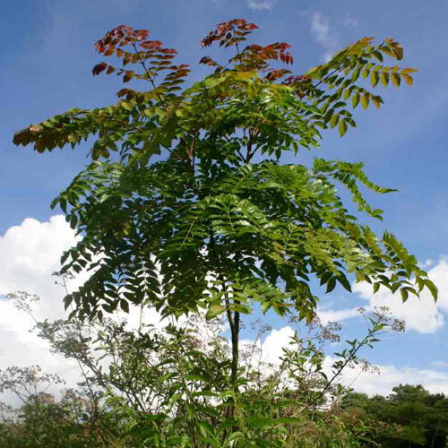 Acrocarpus Fraxinifolius