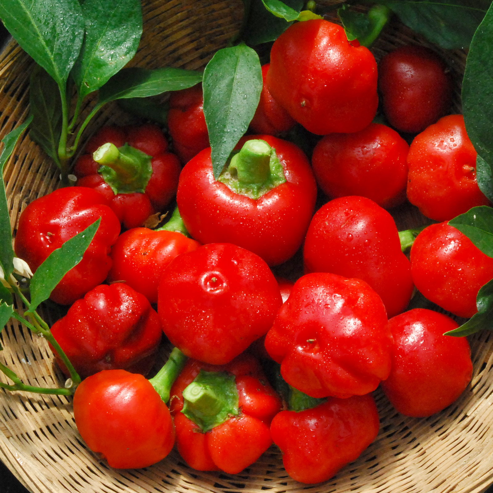 Romanianhotpepper1