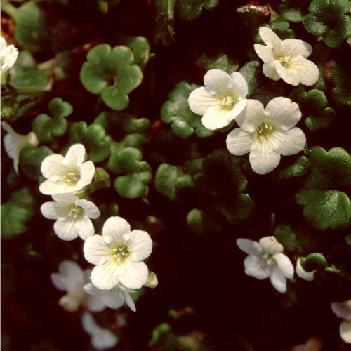 Romanzoffia Unalaschkensis