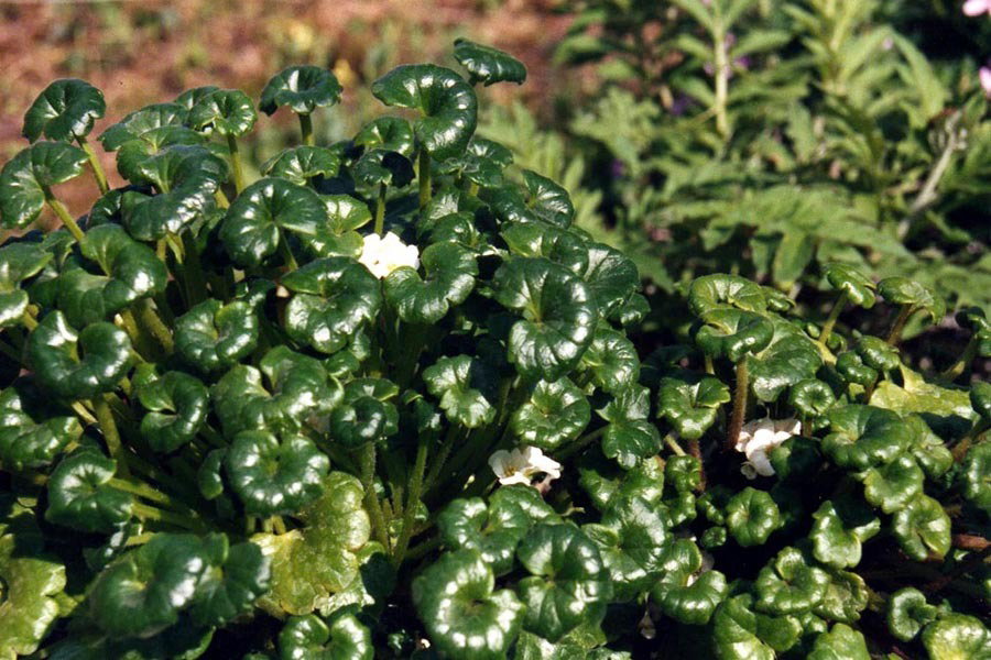 Romanzoffia Unalaschkensis