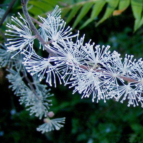 Actaea Elata