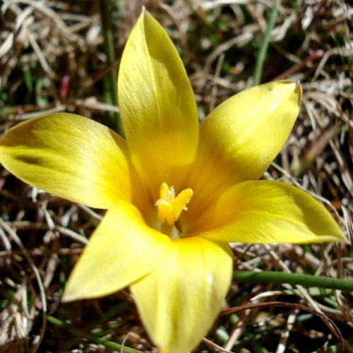 Romulea Macowanii Alticola