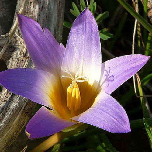 Romulea Various1