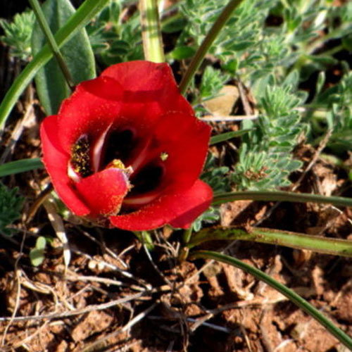 Romulea Various