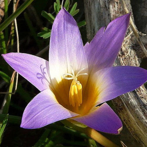 Romulea Various Mix1
