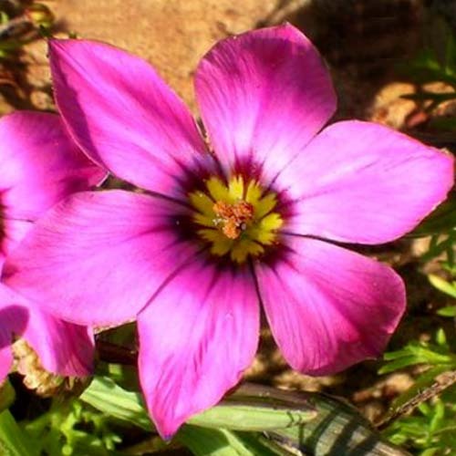 Romulea Tetragona