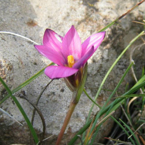 500 Romulea Thodei