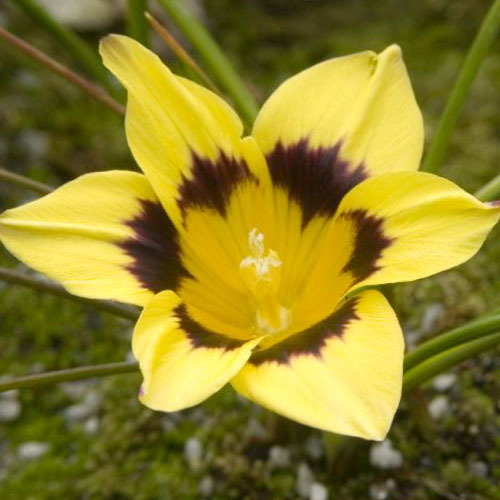 Romulea Tortuosa