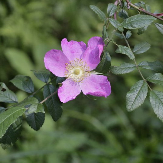 Ros Amblyotis