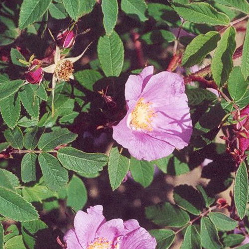 Squ1 Rosa Amblyotis Copy