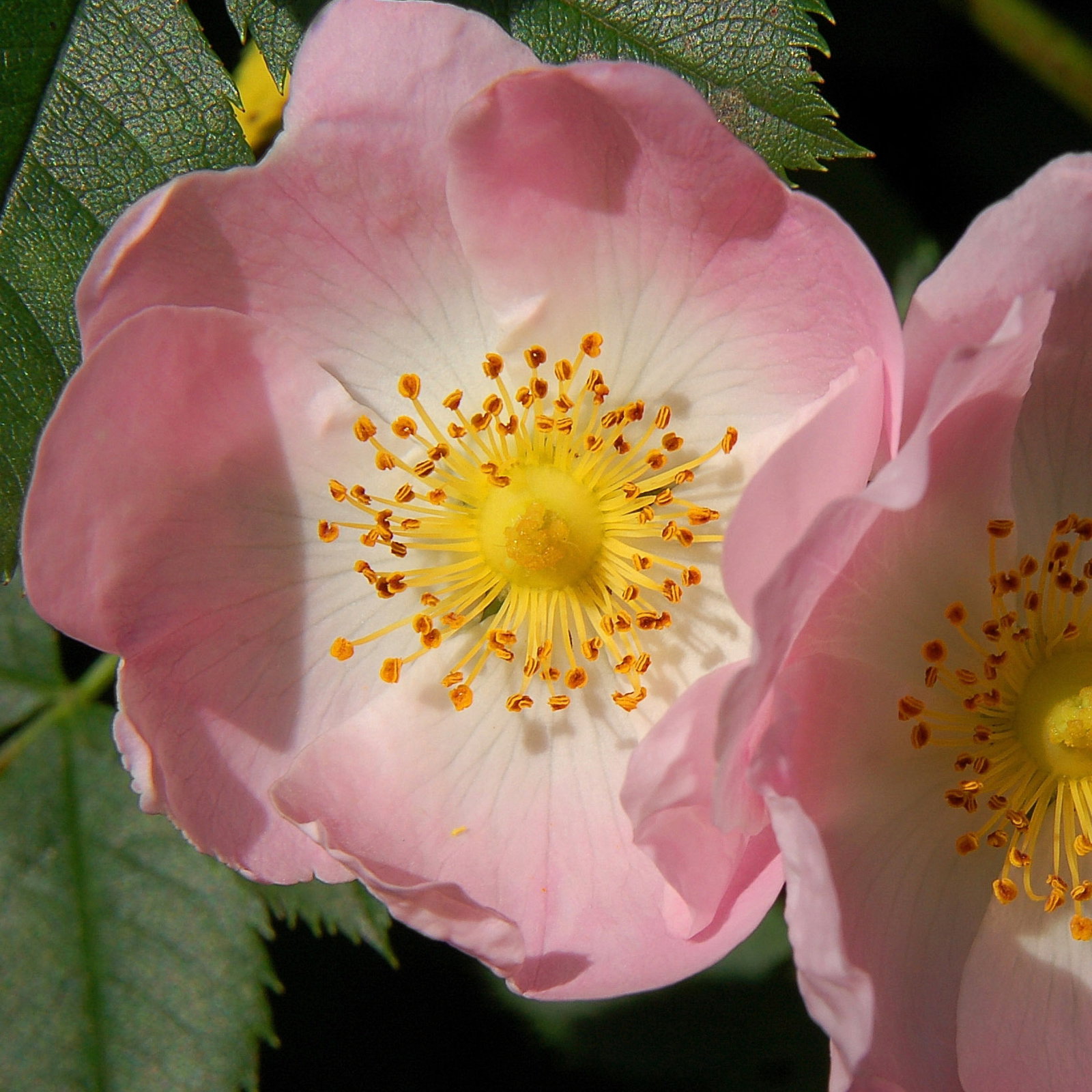 Rosacanina