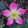 Rosa Glauca B
