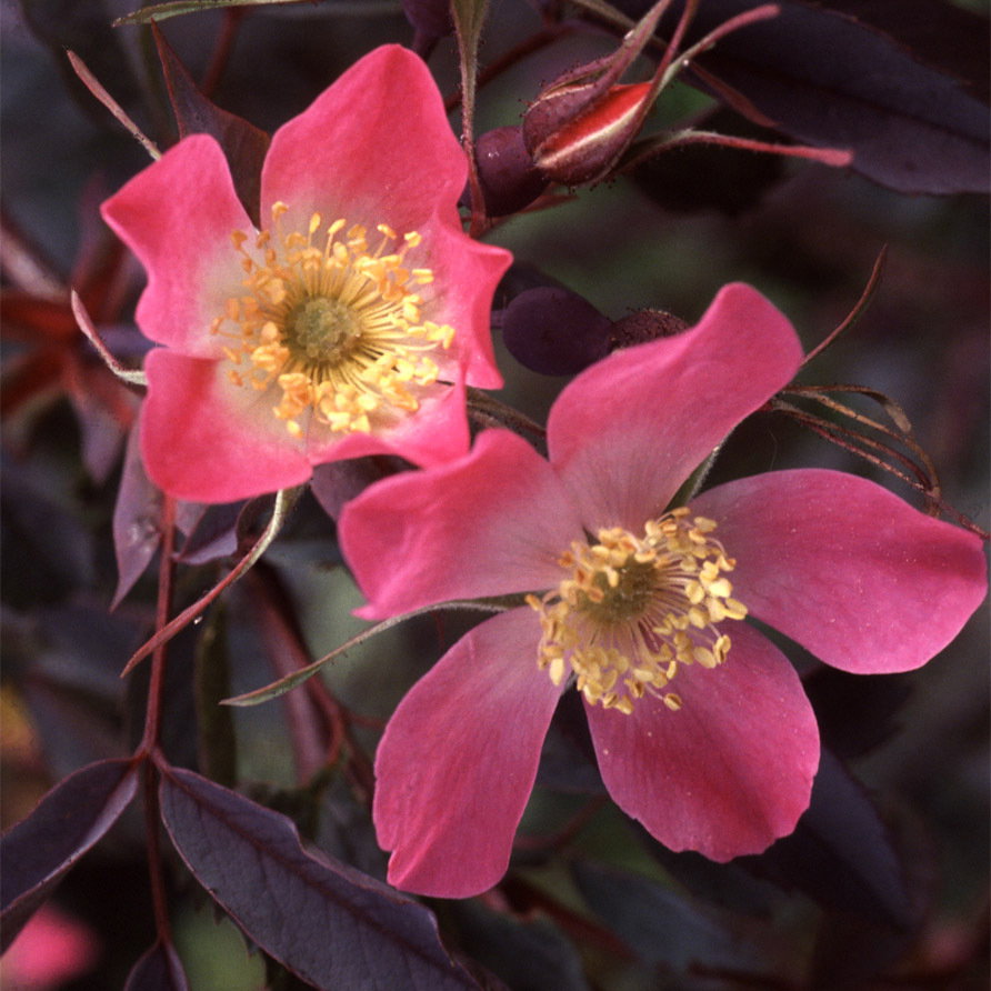 Rosa Glauca
