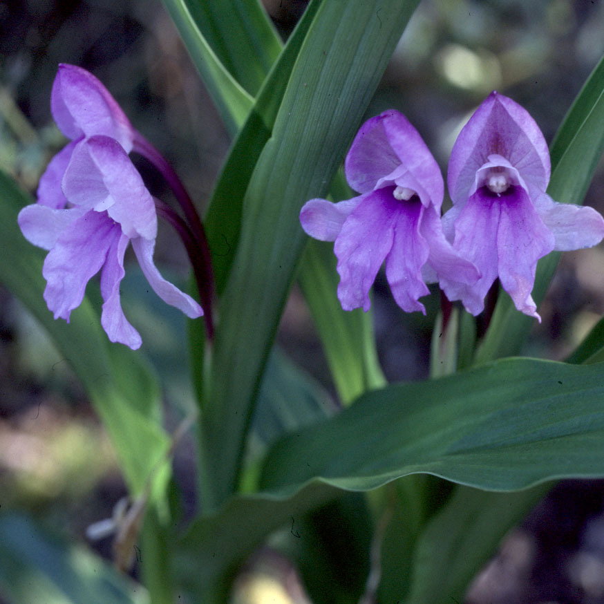 Roscoea Alpina