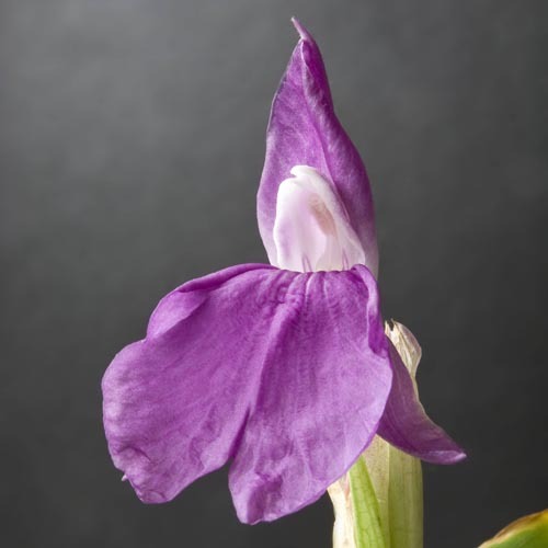 Roscoea Auriculata